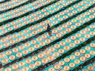 Aerial View of Worker Arranging Traditional Spiral Incense Coils Among Endless Drying Racks at Chinese Factory