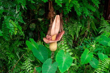Amorphophallus paeoniifolius growing in lush tropical vegetation. Elephant Foot Yam flower surrounded by green ferns and taro leaves. Wild rainforest landscape with exotic stinky aroid plant.
