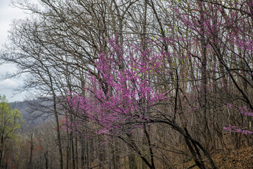 Fototapeta premium Redbud tree flowers purple pink colorful vibrant blossoms closeup in spring in Wintergreen, Virginia springtime mountain peak