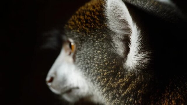 Close-up profile of a small monkey with an orange eye and speckled gray fur.