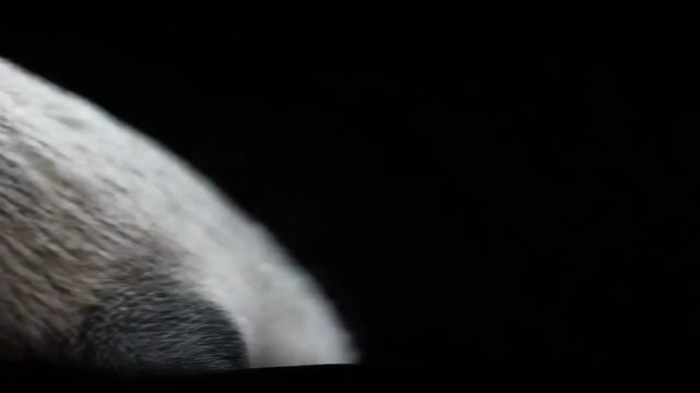 Badger head with black fur and a white facial stripe, with sharp teeth visible.
