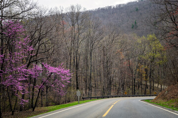 Redbud tree flowers purple pink colorful blossoms in spring in Wintergreen, Virginia springtime mountain peak