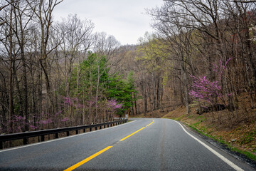 Redbud tree purple pink flowers in spring in Wintergreen, Virginia springtime mountain peak