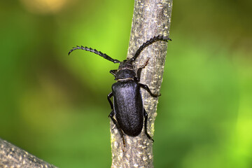 Tanner beetle (Prionus coriarius), large longhorn beetle species, sitting on wooden branch outdoors.