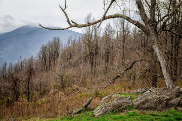 Three Ridges overlook at Blue Ridge mountains parkway in Virginia with trees at high elevation on cloudy day
