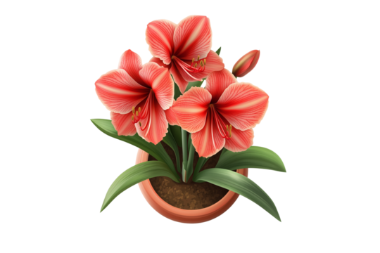 Red Amaryllis in Clay Pot Vector Art Isolated on Transparent Background