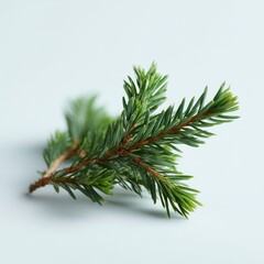 Minimal Pine Branch Isolated on Solid Background
