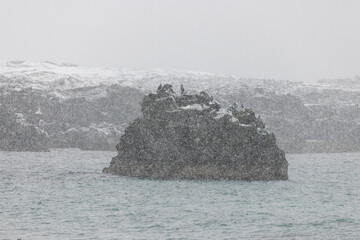 View of a stark, snow-swept rock formation rises from the turquoise waters, as a flurry of snowflakes obscures the distant, snow-covered shore, Snaefellsnes, Eyja- og Miklaholtshreppur, Iceland.