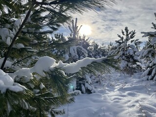 Winter sun in a beautiful winter landscape - Soleil d'hiver dans un paysage d'hiver merveilleux