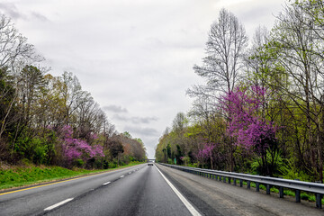 Fototapeta premium Spring forest trees season with redbud trees in Virginia Blue Ridge highway i64 and cars driving to Charlottesville