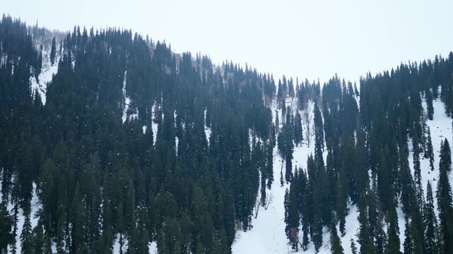 4K Landscape shot of snowy Himalayan mountain peaks with trees on top during the winter season as seen from Sonmarg in Jammu and Kashmir, India. Scenic view of Pir Panjal range in winter season.