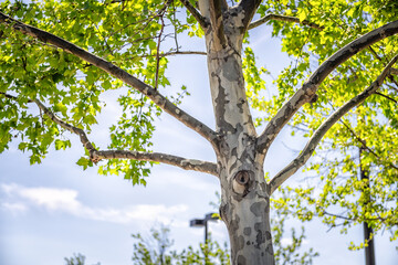 American sycamore tree Platanus occidentalis against blue sky closeup with green leaves in spring summer and nobody