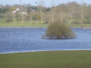 A lone tree in the middle of a flooded meadow in France - Arbre seul au milieu d'une prairie inond&eacute;e en France