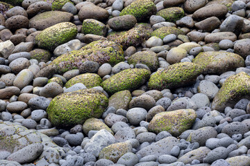 grey oval shaped stones - some of them covered with green moss-like seaweed on the pebble beach of Arnarstapi, Sn&aelig;fellsnes Peninsula, Iceland