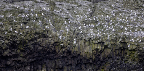 seagull colony nesting on the basaltic cliffs, Arnarstapi, Snaefellsnes Peninsula, West Iceland