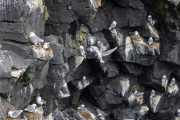 seagulls nesting on the cliffs of Arnarstapi shore, Snaefellsnes Peninsula, West Iceland