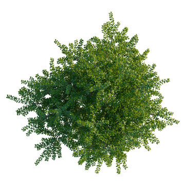 Berberis darwinii tree plan, top view, cutout, transparent background, isolate, Lush green tree overhead view for landscape and garden designs usage
