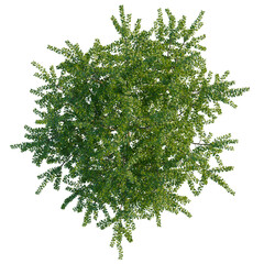 Obraz premium Berberis darwinii tree plan, top view, cutout, transparent background, isolate, Lush green tree canopy, perfect for landscape designs and nature scenes