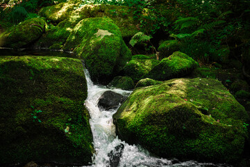 River flowing in the forest among the mossy rocks