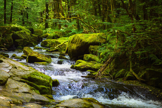 River flowing in the forest among the mossy rocks - Powered by Adobe
