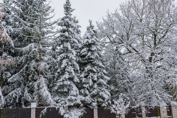 Fototapeta premium Tall evergreen trees stand heavily covered in snow, rising behind a dark wooden fence. The dense winter forest conveys cold seasonal atmosphere, natural textures, and serene holiday mood.