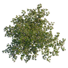 Obraz premium Escallonia x langleyensis apple tree plan, top view, cutout, transparent background, isolate, Beautiful flowering tree with delicate blossoms for garden designs