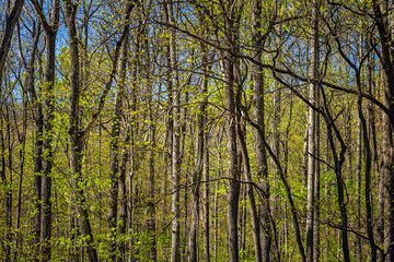 Forest in Wintergreen resort ski town, Virginia with young green springtime spring leaves foliage in woods woodland of Blue ridge mountains