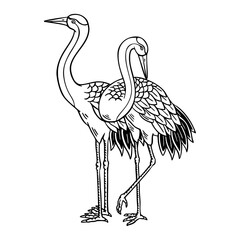 Naklejka premium Vector illustration of two standing cranes with detailed feathers. Perfect for nature themes, wildlife art, tattoos, and decorative design.