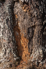 Bark of a tree trunk