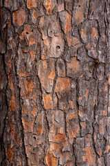 Bark of a tree trunk