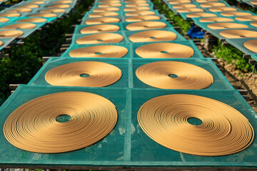 Endless Rows of Traditional Spiral Incense Coils Drying on Green Mesh Racks at Chinese Factory