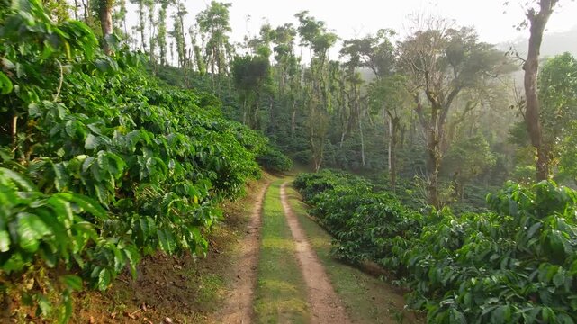 aerial view coffee plantation in Karnataka state - India