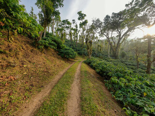 coffee plantation in the early evening