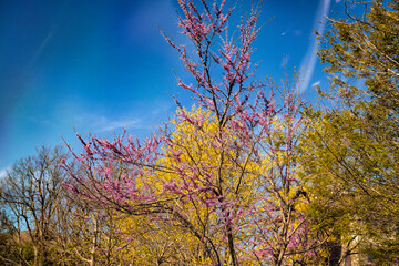 Fototapeta premium Redbud blooming tree in spring by house garden at Wintergreen resort, Virginia at Blue ridge mountains