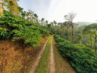 aerial view coffee plantation in Karnataka state - India