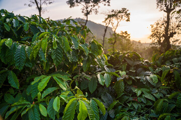 coffee plantation in the early evening