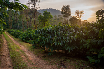 coffee plantation in the early evening
