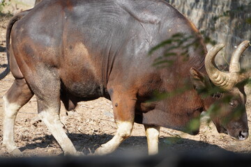 Gaur, Indian bison grazing in the field at summer.
