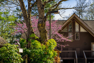Wintergreen resort ski town, Virginia house home with redbud tree blossom blooming in spring in Blue ridge mountains by mountain vacation rental