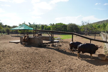 Gaur, Indian bison grazing in the field at summer.