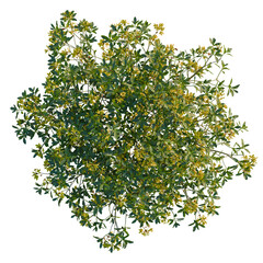 Rhododendron luteum tree plan, top view, cutout, transparent background, isolate, Vibrant flowering...