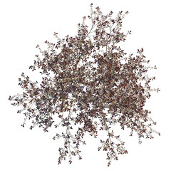 Prunus x cistena tree plan, top view, cutout, transparent background, isolate, Beautiful flowering...