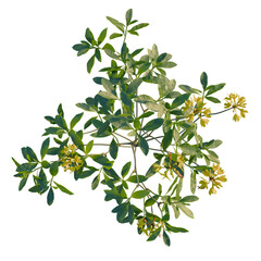 Rhododendron luteum tree plan, top view, cutout, transparent background, isolate, Lovely blossoms...