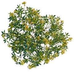 Rhododendron luteum tree plan, top view, cutout, transparent background, isolate, Flowering shrub...