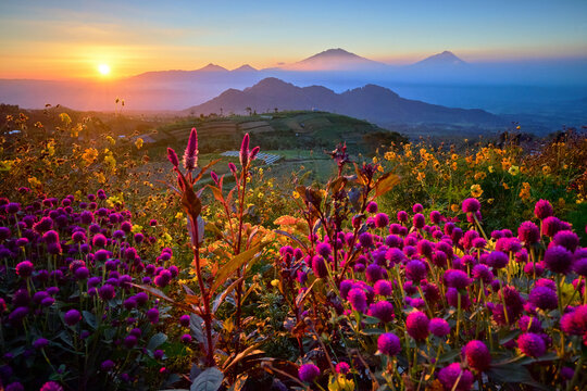 View of vibrant purple and yellow flowers swaying gently in the foreground, with mountains and a radiant sunset in the background, Magelang, Central Java, Indonesia.