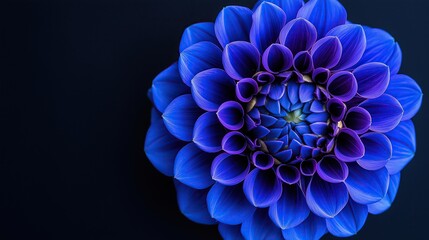 Blue dahlia flower with purple center captured in close-up macro photography against black background, floral botanical nature