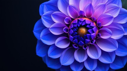 Close-up of center of oversized blue and purple dahlia flower showcasing intricate petals against dark background, delicate coloration creating depth