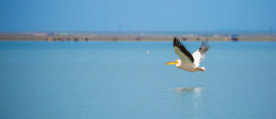 A flock of pelican birds walks along the blue lake of Cyprus. Flying pelicans in the blue sky. Waterfowl at the nesting site.