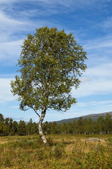 Lone birch tree in autumn meadow, Vålådalen Sweden