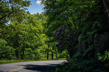 Car pov point of view with rhododendron wildflowers blooming driving on winding road in Blue Ridge mountains parkway in Virginia summer